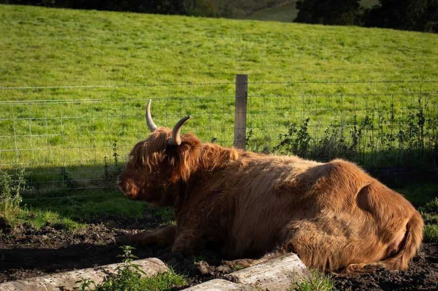 From Edinburgh: Loch Ness, Glencoe & Scottish Highlands Tour - Hairy coos, Deanston Distillery, and the add-ons that change your day