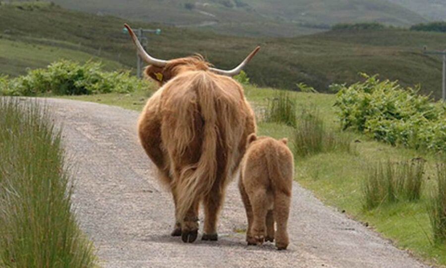 From Edinburgh: Loch Ness & Inverness Tour in Spanish - Who Should Book This Spanish Loch Ness and Inverness Tour