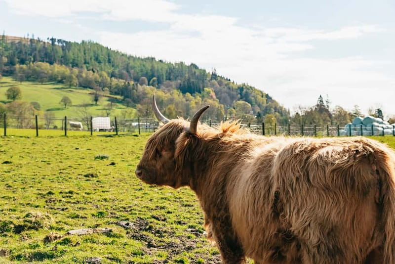 From Edinburgh: Loch Ness & Scottish Highlands Tour - How the guides and audio guides help you enjoy the bus time