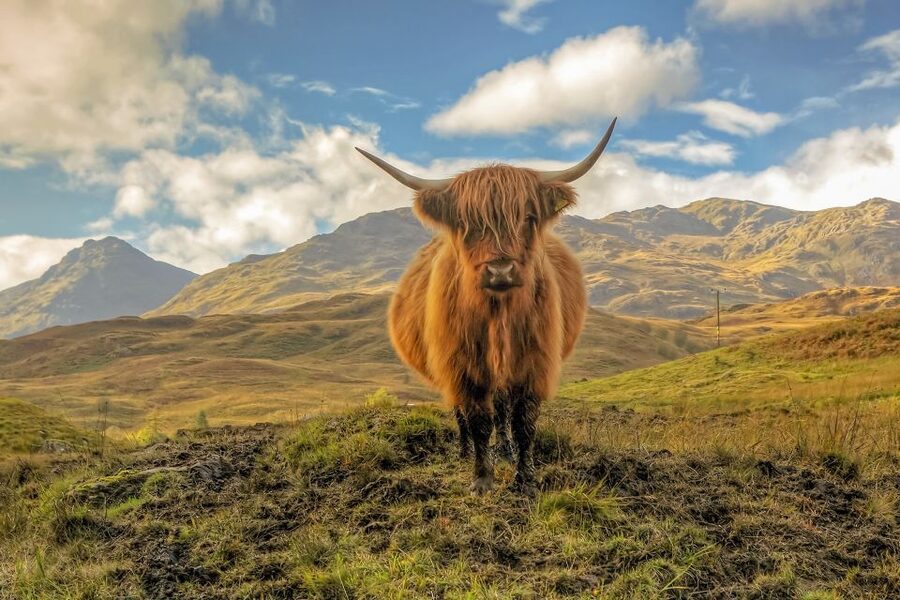 From Glasgow: Loch Lomond, Trossachs & Stirling Castle Tour - Stirling Castle on volcanic rock: where the big names become real