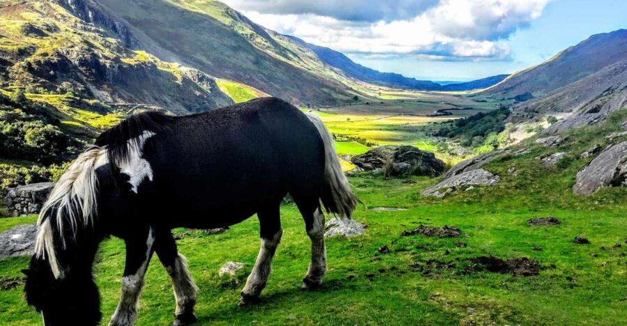From Manchester: North Wales Sightseeing Adventure Day Trip - Guide energy is the real product here