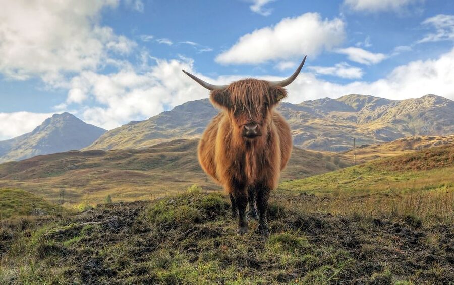 Greenock: Shore Excursion to Stirling Castle and Loch Lomond - Loch Lomond: biggest-loch views with a short stop