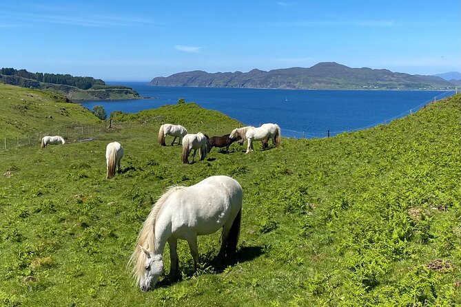 Guided Hebridean Farm Hike near Tobermory, Isle of Mull, Scotland - Wildlife and birds you might spot with Karen