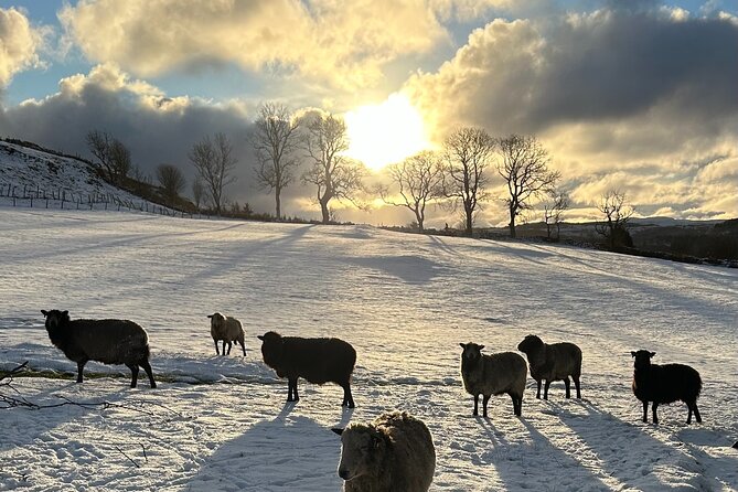 Guided Hebridean Farm Hike near Tobermory, Isle of Mull, Scotland - When it runs and where you meet in Tobermory