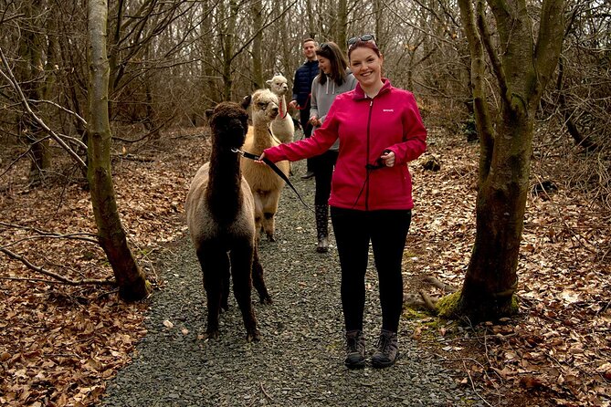 Guided Scenic Alpaca Trekking Experience Northern Ireland - Northern Ireland Alpaca Trek: why this walk feels so relaxed