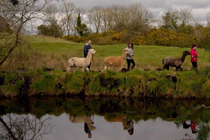 Guided Scenic Alpaca Trekking Experience Northern Ireland - Timing and total duration: planning a 1.5-hour slot that actually fits