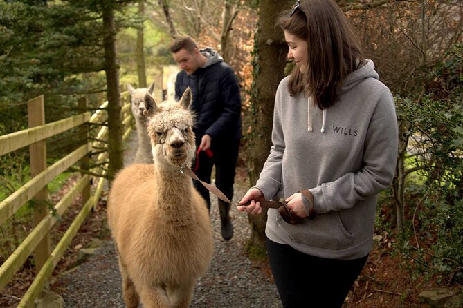 Guided Scenic Alpaca Trekking Experience Northern Ireland - Where you meet, and what the first 15 minutes usually look like