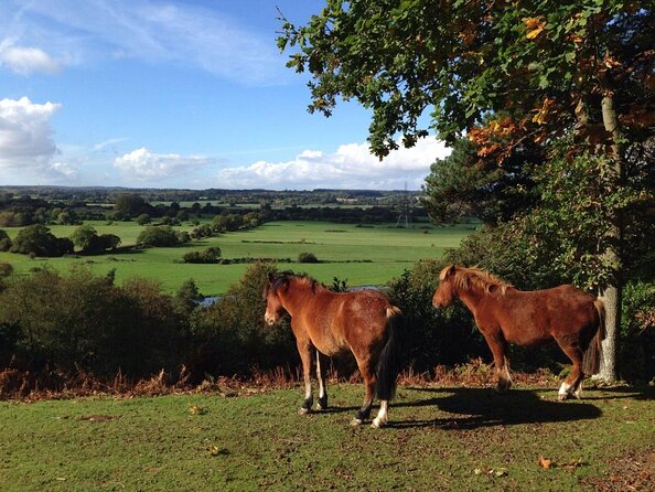 Guided Walking Tour of New Forest National Park in Hampshire - A short New Forest walk that feels like a crash course