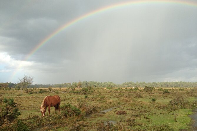 Guided Walking Tour of New Forest National Park in Hampshire - Wildlife spotting without the guesswork