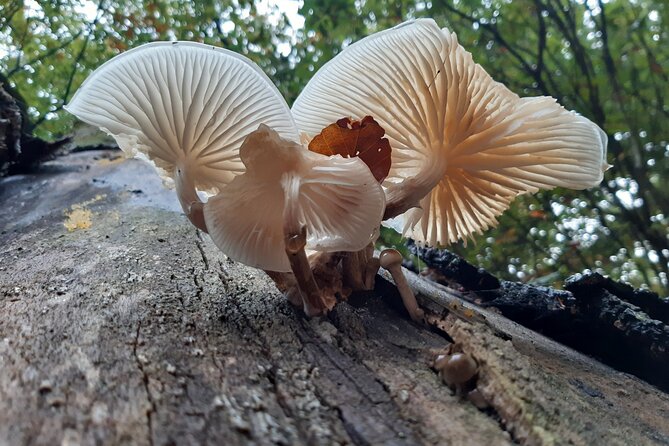 Guided Walking Tour of New Forest National Park in Hampshire - Price and value: $23.32 for a guided expert hour