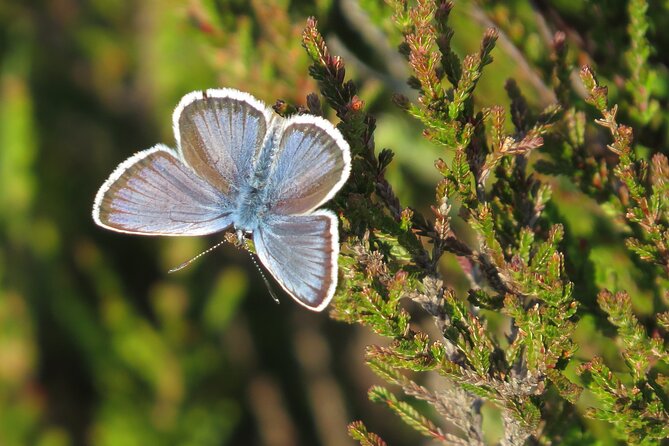 Guided Walking Tour of New Forest National Park in Hampshire - Weather, comfort, and what to bring to enjoy the walk