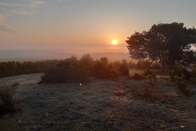 Guided Walking Tour of New Forest National Park in Hampshire - Abbots Well Road at 2:00 pm: timing that fits a travel day