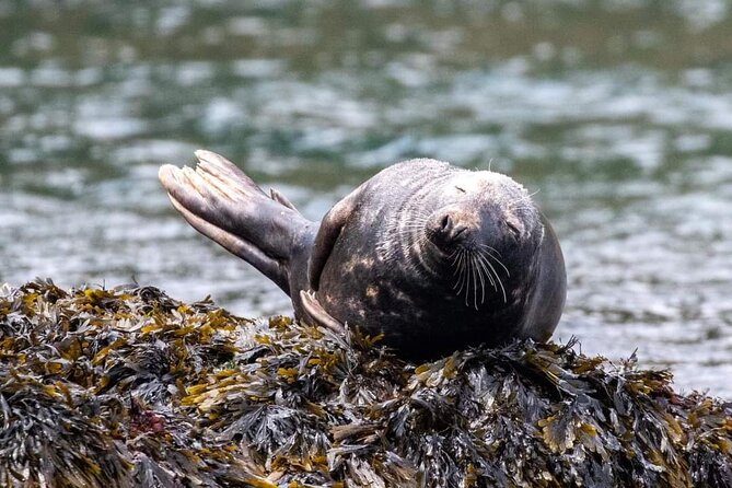 Guided Wildlife and Sea Cave Kayak Safari in English Riviera - Key things I’d plan around