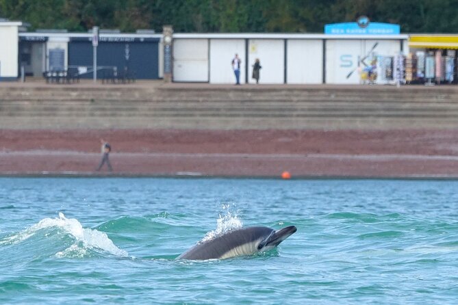 Guided Wildlife and Sea Cave Kayak Safari in English Riviera - Meet at Oddicombe Beach, Then Get Set Up in Tandem Kayaks