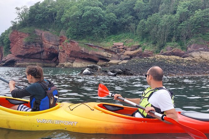 Guided Wildlife and Sea Cave Kayak Safari in English Riviera - Fitness Level, Family Fit, and Small-Group Feel (Max 24)