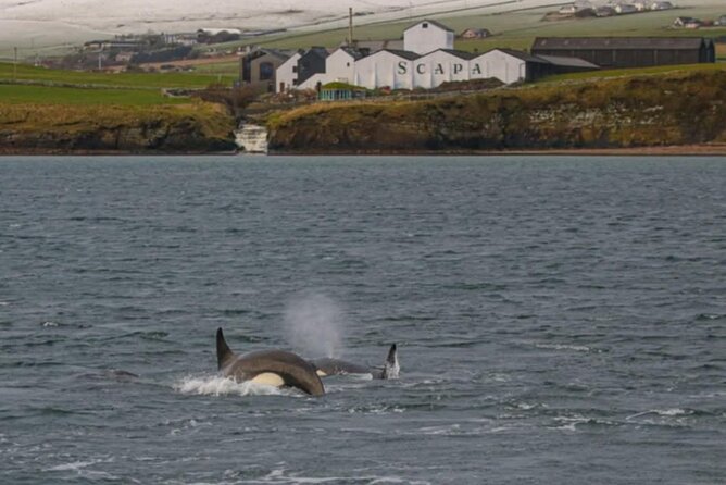 Historic Orkney Private Odyssey Tour by a native Islander - Skara Brae for a Full Hour: Your Best Time Investment