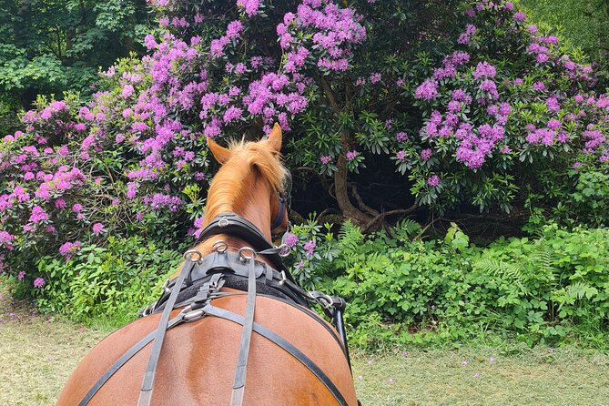 Horse drawn carriage ride york - Who This Suits Best, and Who Might Prefer Something Else