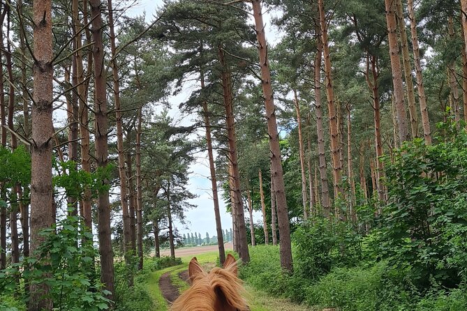 Horse drawn carriage ride york - The One-Hour Woodland Loop and What You Might Spot