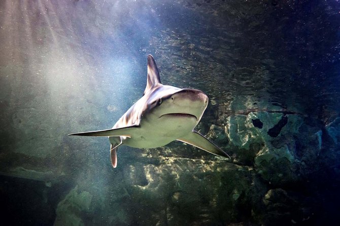 Hunstanton SEA LIFE Sanctuary General Admission Ticket - Key highlights worth planning around