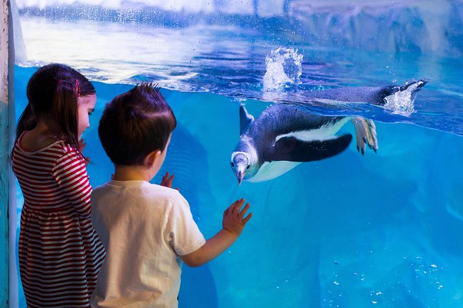 Hunstanton SEA LIFE Sanctuary General Admission Ticket - Amazonia Rivers rainforest zone: Piranhas and a Cuvier’s dwarf caiman