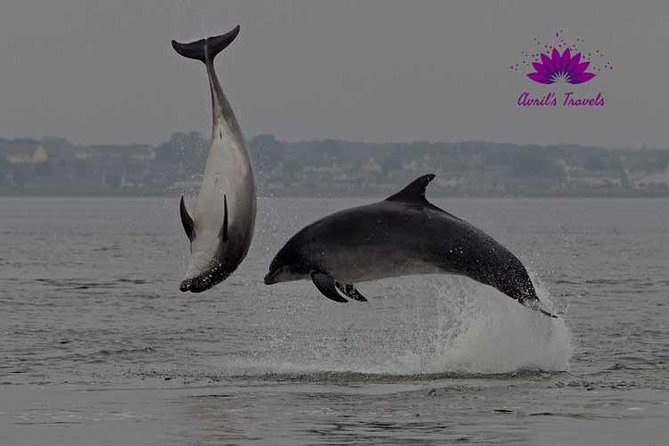 INVERGORDON PORT Tour Dunrobin, Dornoch & Distillery - Loch Fleet National Nature Reserve: The Seal Watching Stop
