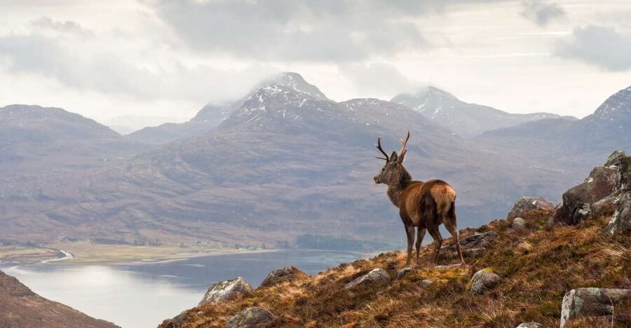 Inverness: Applecross, Loch Carron & Wild Highlands Day Tour - Leaving Inverness early: Black Isle to Lochcarron coffee