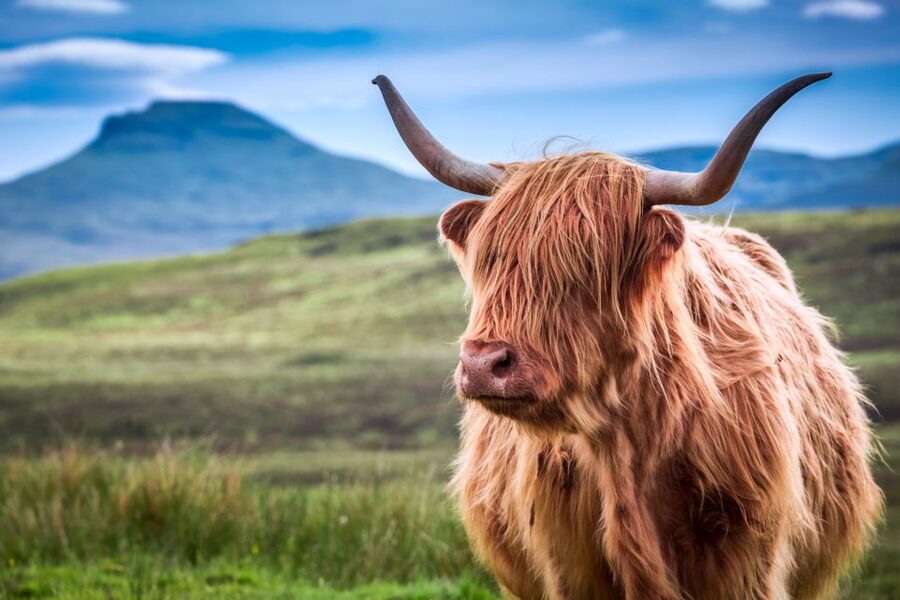 Inverness: Isle of Skye and Eilean Donan Castle Day Trip - Old Man of Storr: The View Stop That Feels Like a Win