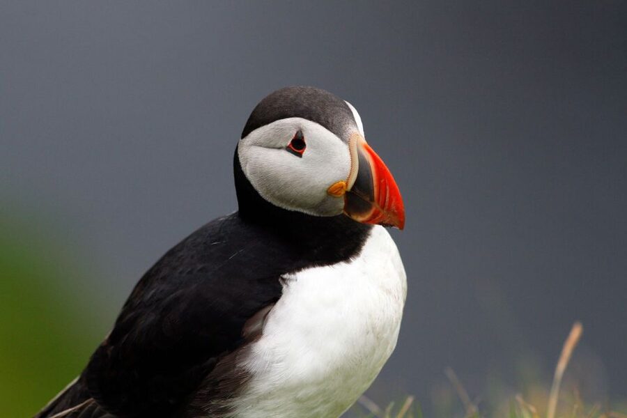 Inverness: Moray Coast, Wildlife and Speyside Whisky Tour - Key Things I’d Prioritize on This Day