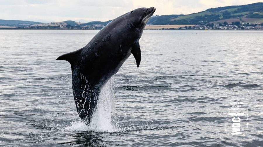 Inverness: Wildlife Watching Cruise to Chanonry Point - Key points before you go