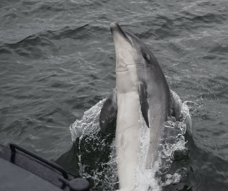 Inverness: Wildlife Watching Cruise to Chanonry Point - Comfort on the water, what to bring for a 2 hour return trip