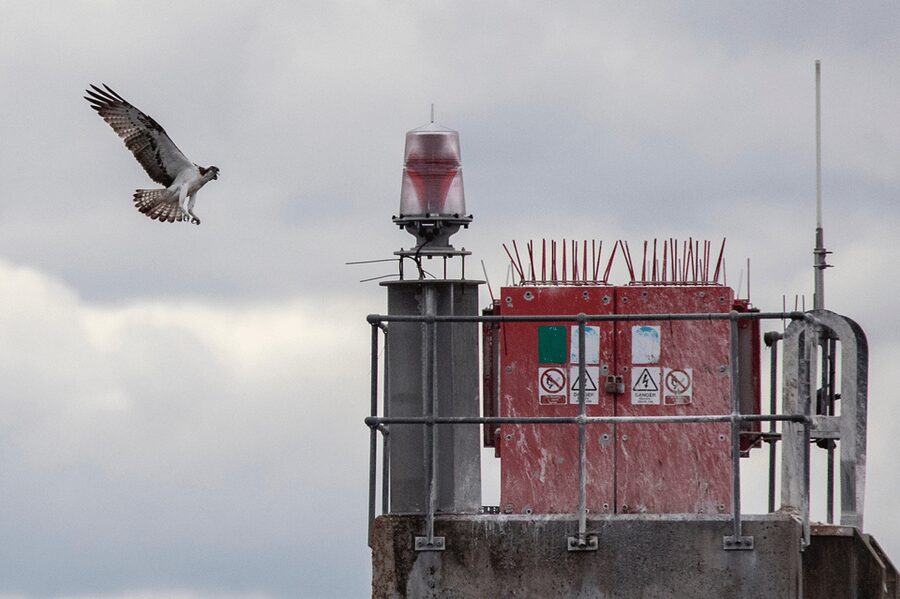 Inverness: Wildlife Watching Cruise to Chanonry Point - Who this cruise suits best
