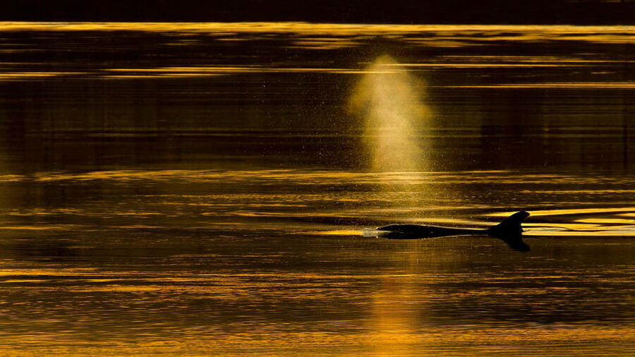 Inverness: Wildlife Watching Cruise to Chanonry Point - Quick practical notes before you join