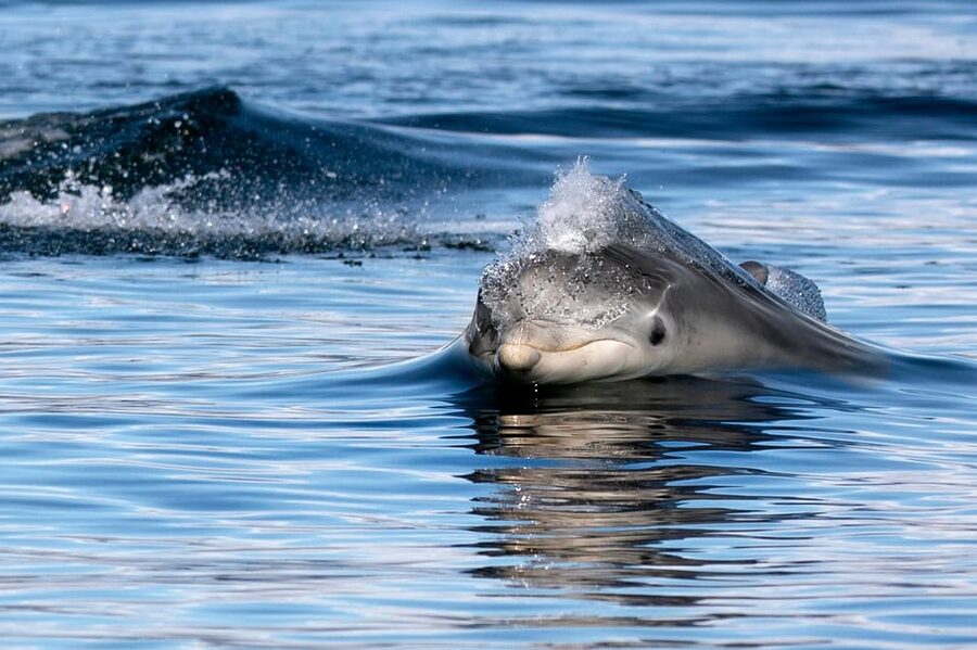 Inverness: Wildlife Watching Cruise to Chanonry Point - Should you book the Inverness to Chanonry Point wildlife cruise?