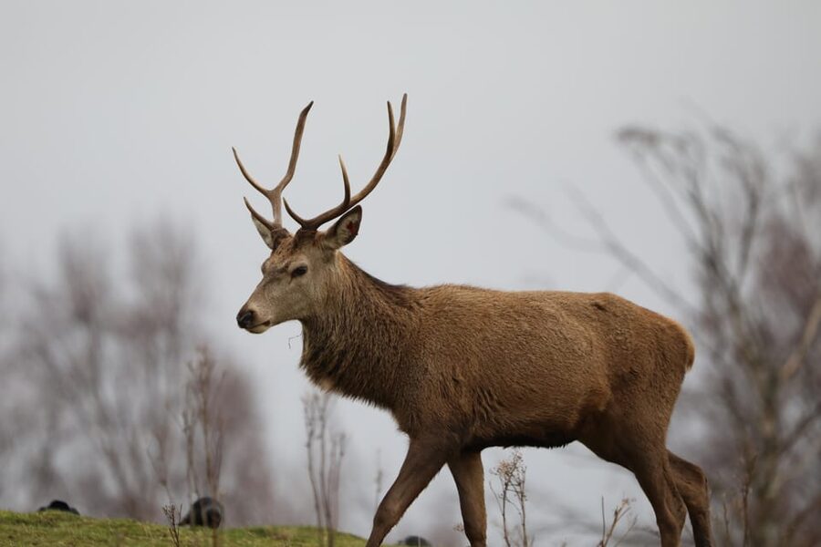 Kingussie: Highland Wildlife Park Entry Ticket - Kingussie in One Day: How the Park Floats Between Car and Foot