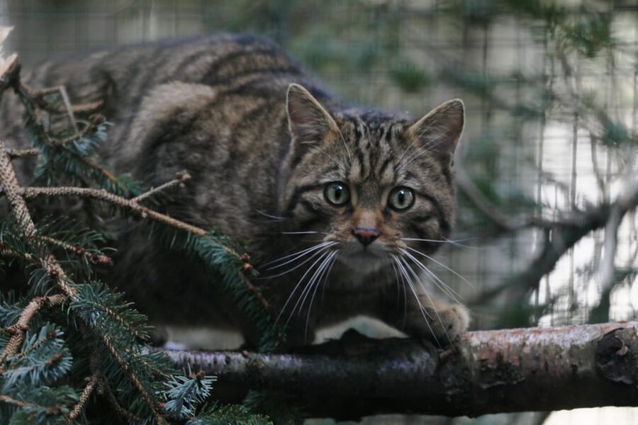 Kingussie: Highland Wildlife Park Entry Ticket - Should You Book Highland Wildlife Park Entry?