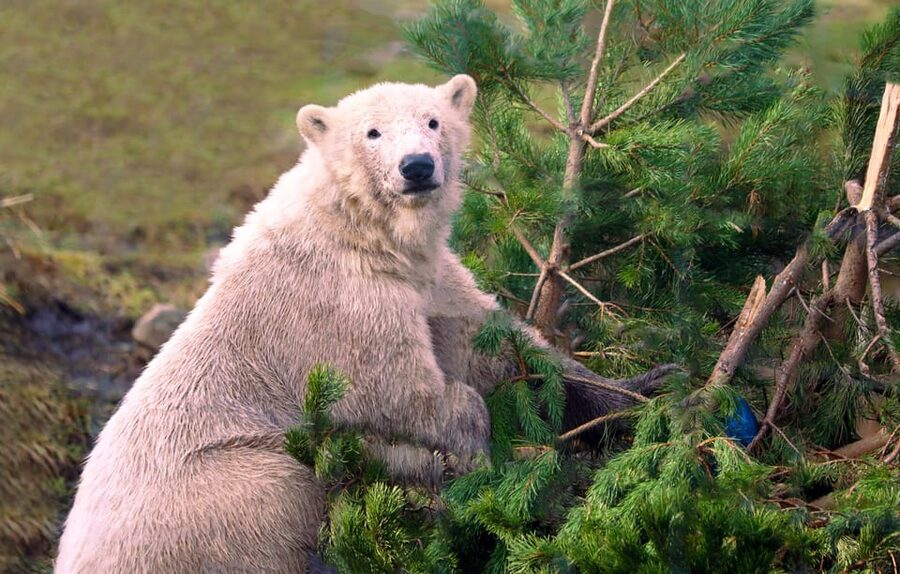 Kingussie: Highland Wildlife Park Entry Ticket - Scotland’s Wildlife Discovery Centre and the Hilltop Den