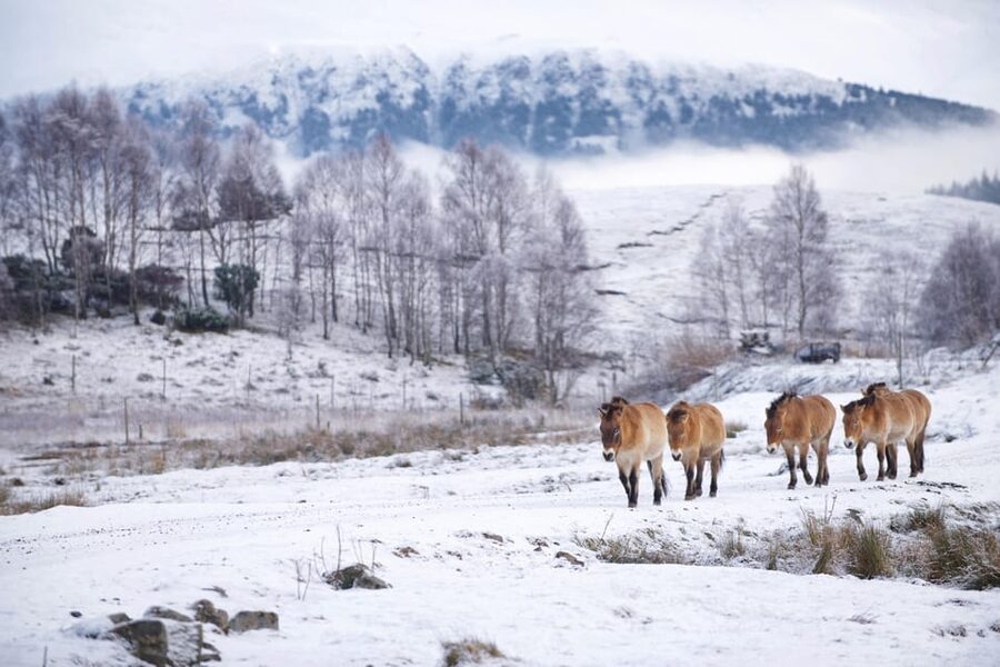 Kingussie: Highland Wildlife Park Entry Ticket - Walking Enclosures for the Up-Close Moments