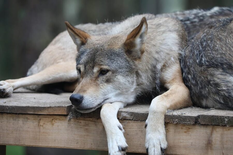 Kingussie: Highland Wildlife Park Entry Ticket - Educational Talks and Tours That Actually Explain Animal Behavior