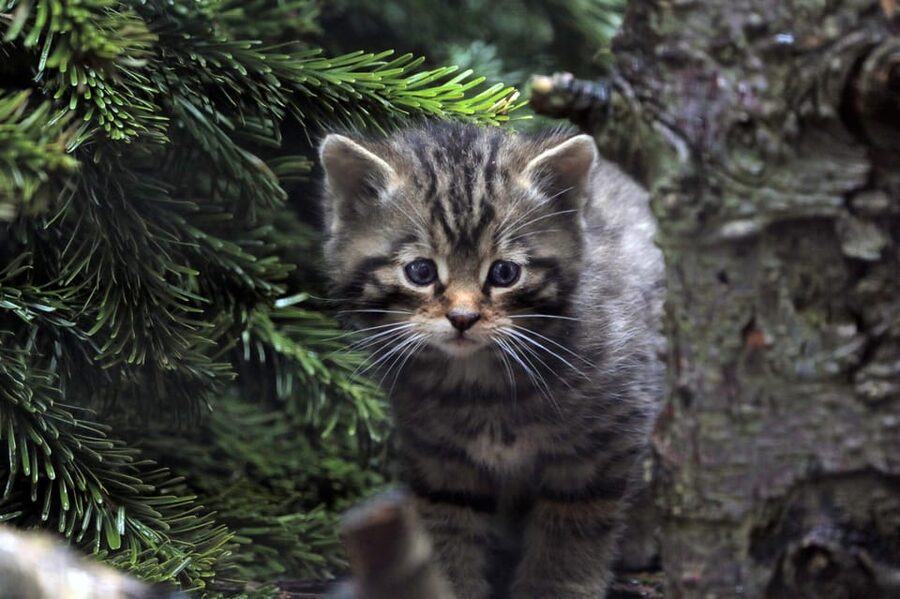 Kingussie: Highland Wildlife Park Entry Ticket - Conservation and Research You Help Keep Going