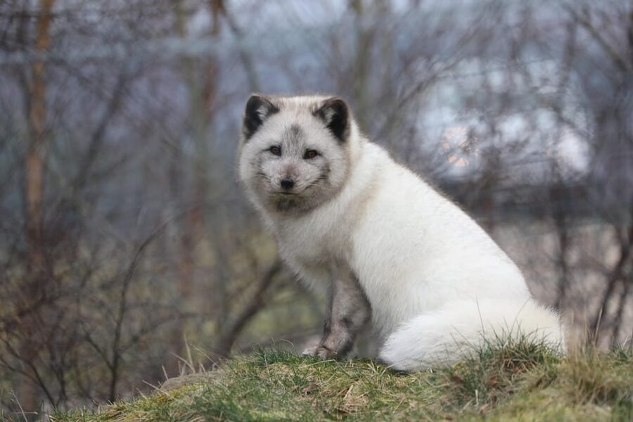 Kingussie: Highland Wildlife Park Entry Ticket - Who Should Book This Ticket, and Who Might Want a Different Plan