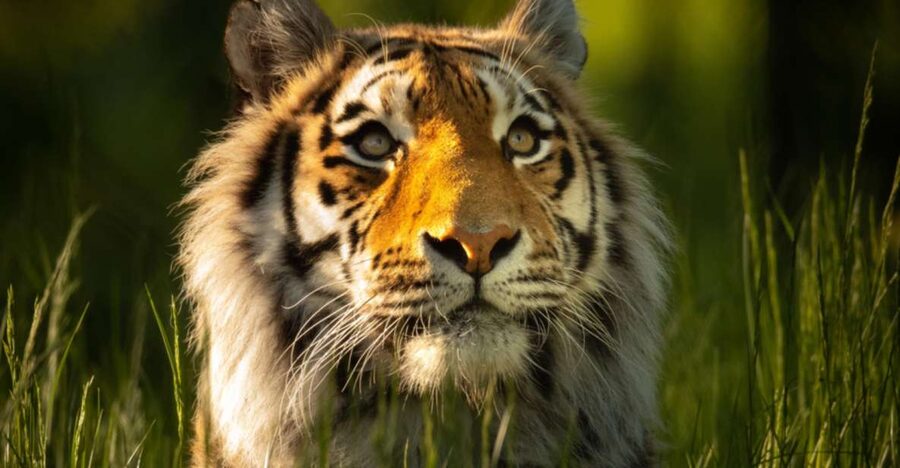 Knowsley: Safari Entry Tickets - Key highlights at Knowsley Safari Entry Tickets