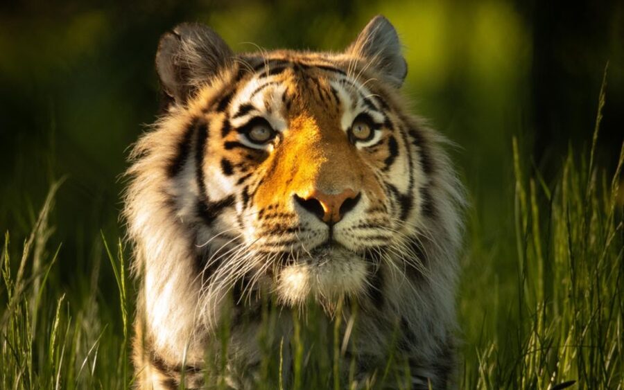 Knowsley: Safari Entry Tickets - How a car safari at Knowsley keeps the day relaxed