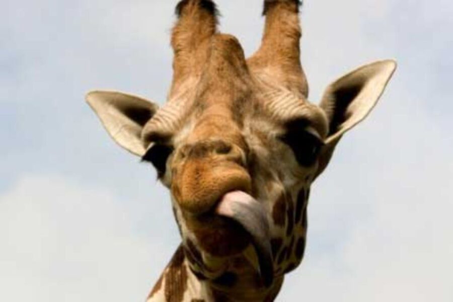 Knowsley: Safari Entry Tickets - What you’ll spot on the car safari, and how to make the most of it