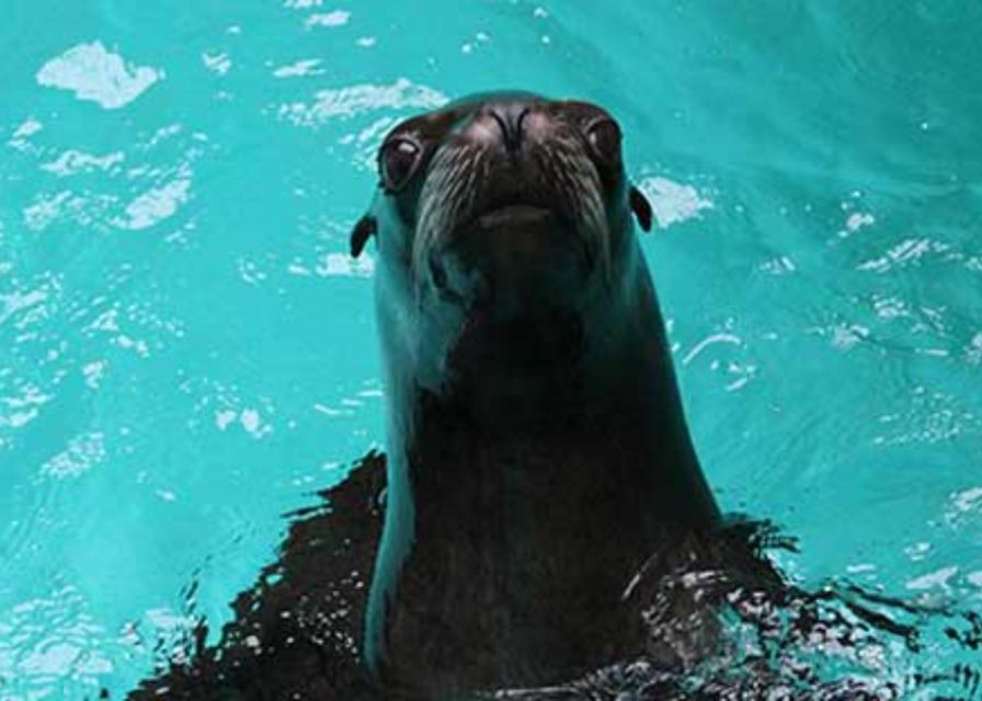 Knowsley: Safari Entry Tickets - Foot safari time: giraffes, tigers, meerkats, and sea lions up close