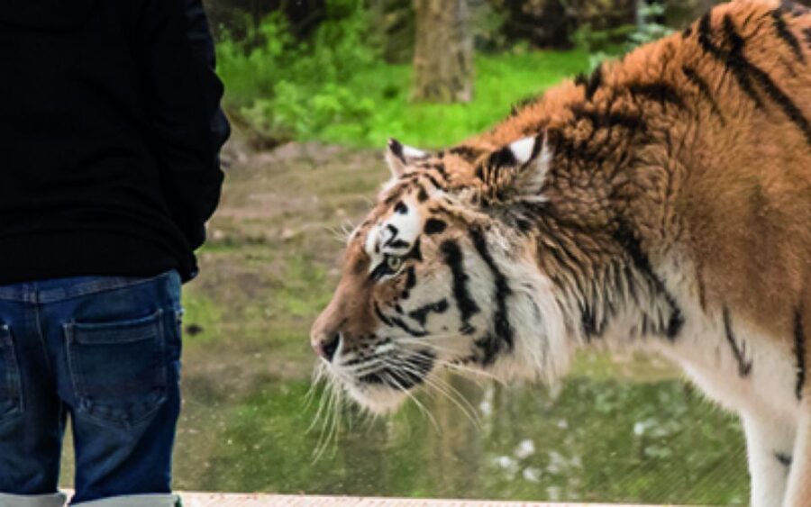 Knowsley: Safari Entry Tickets - Price and value: is $33 per person fair for what you get