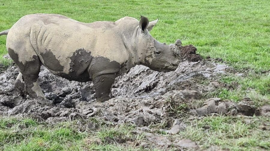 Knowsley: Safari Entry Tickets - Timings, 1-day tickets, and planning your day in Merseyside