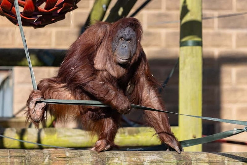 Leicestershire: Twycross Zoo Entry Ticket - Twycross Zoo in Leicestershire: a conservation day out with real family momentum