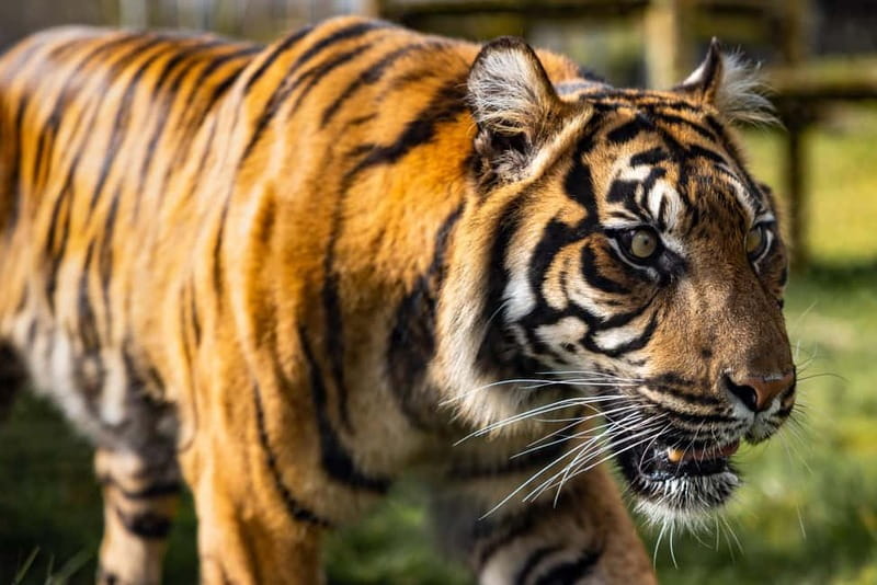 Leicestershire: Twycross Zoo Entry Ticket - A smart, self-guided plan across 100 acres (without burning out)