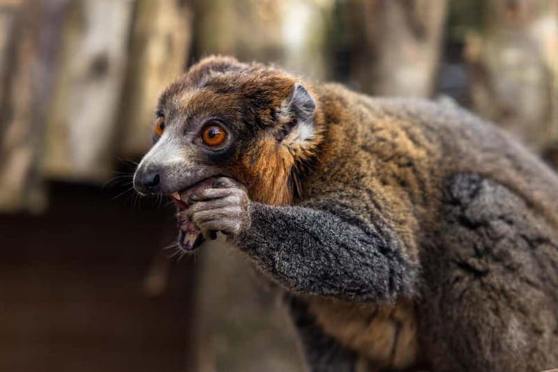 Leicestershire: Twycross Zoo Entry Ticket - Seeing more animals when the weather shifts