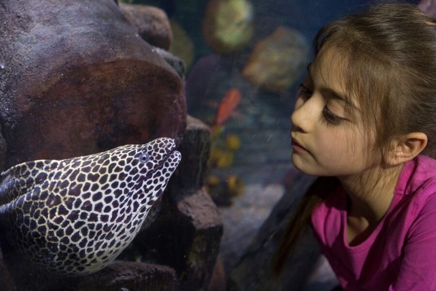 Loch Lomond: Sea Life Entrance Ticket - Key Things I Think You Should Know First